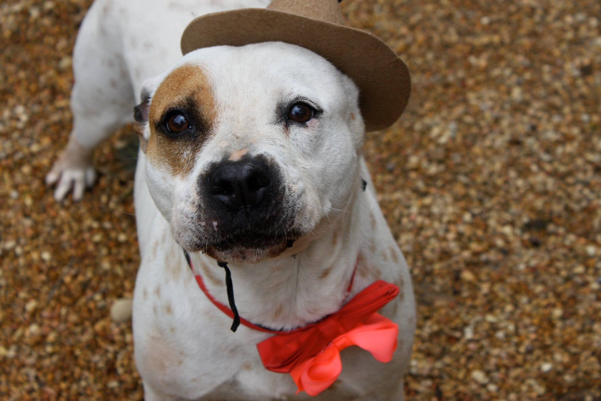 Tre, an adoptable Pit Bull Terrier in Columbus, MS, 39702 | Photo Image 4