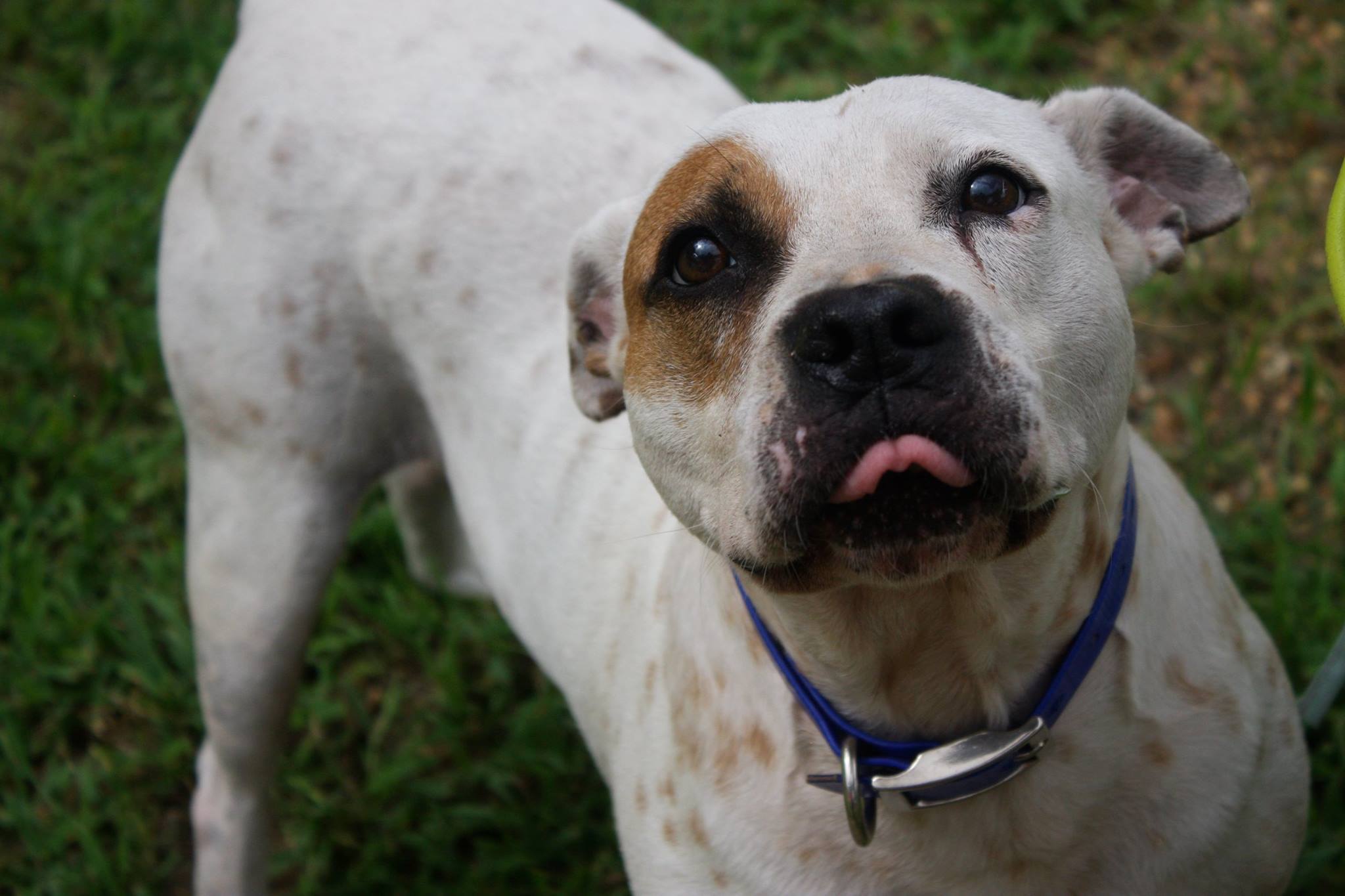 Tre, an adoptable Pit Bull Terrier in Columbus, MS, 39702 | Photo Image 5