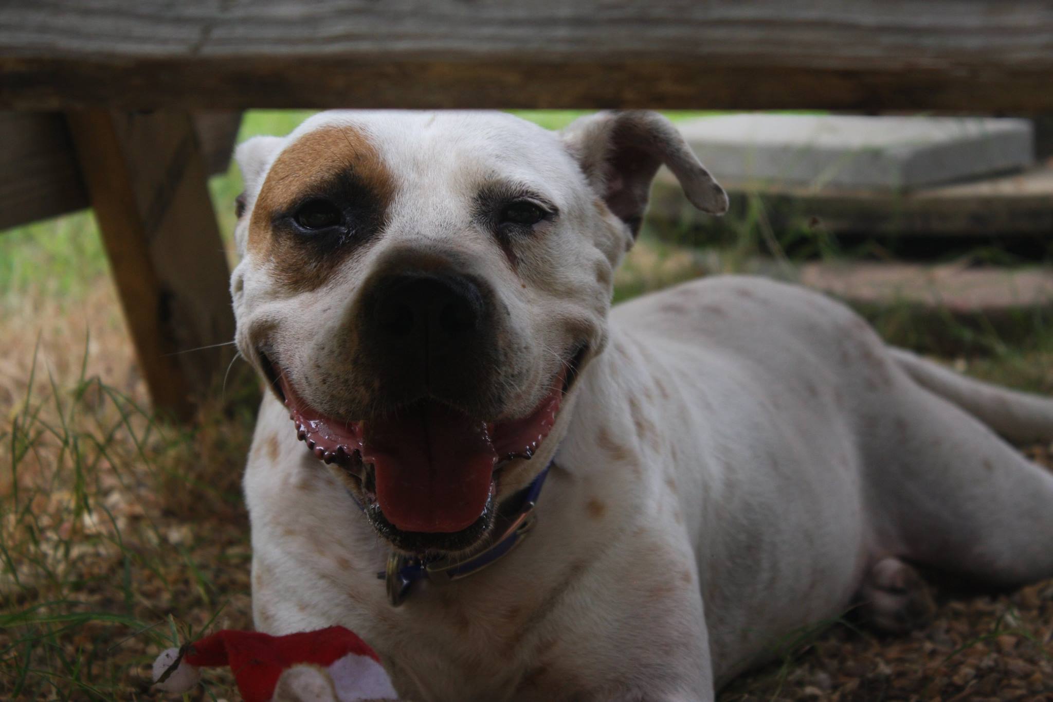 Tre, an adoptable Pit Bull Terrier in Columbus, MS, 39702 | Photo Image 6