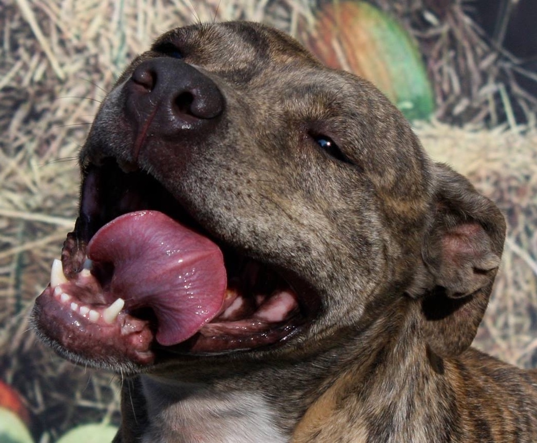 Loki, an adoptable Pit Bull Terrier in Columbus, MS, 39702 | Photo Image 2
