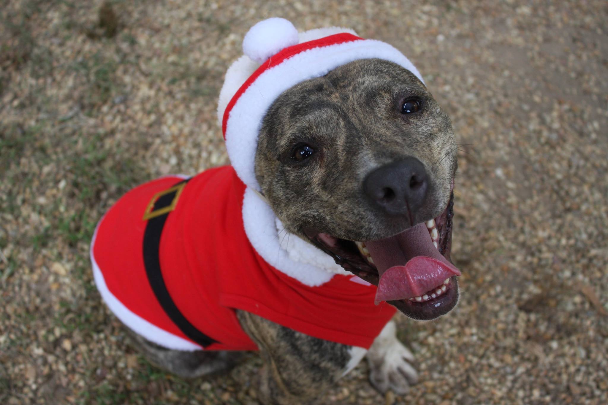 Loki, an adoptable Pit Bull Terrier in Columbus, MS, 39702 | Photo Image 3