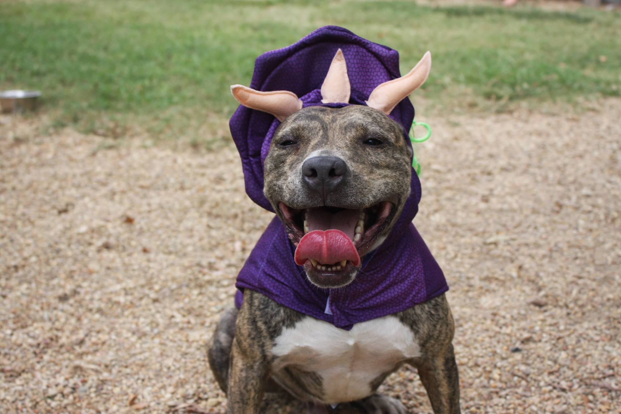Loki, an adoptable Pit Bull Terrier in Columbus, MS, 39702 | Photo Image 1