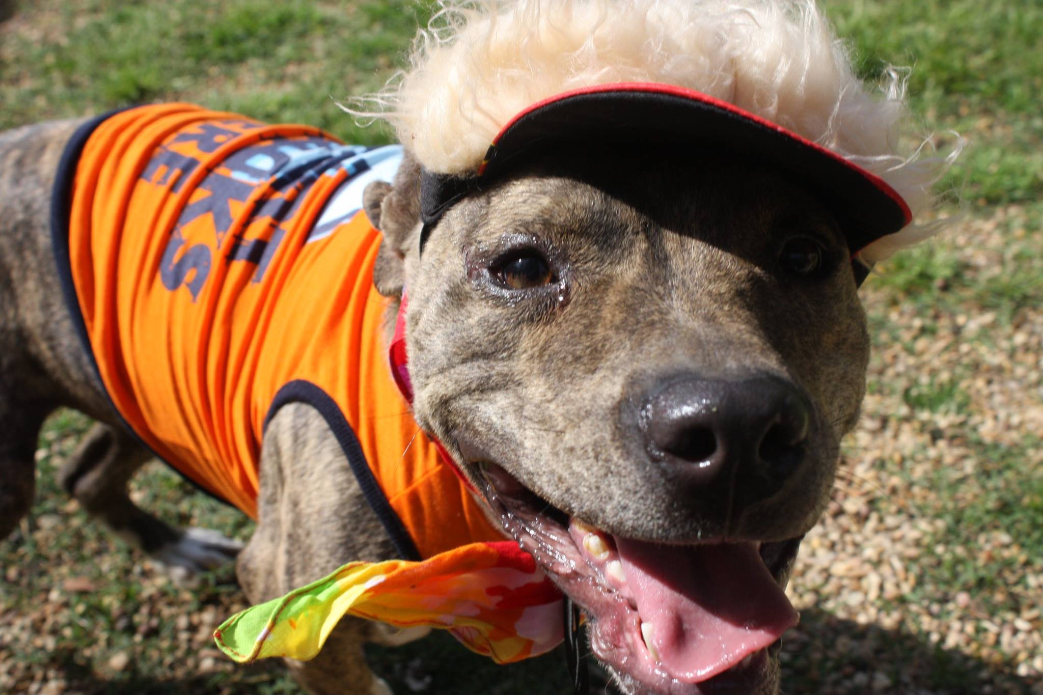 Loki, an adoptable Pit Bull Terrier in Columbus, MS, 39702 | Photo Image 4