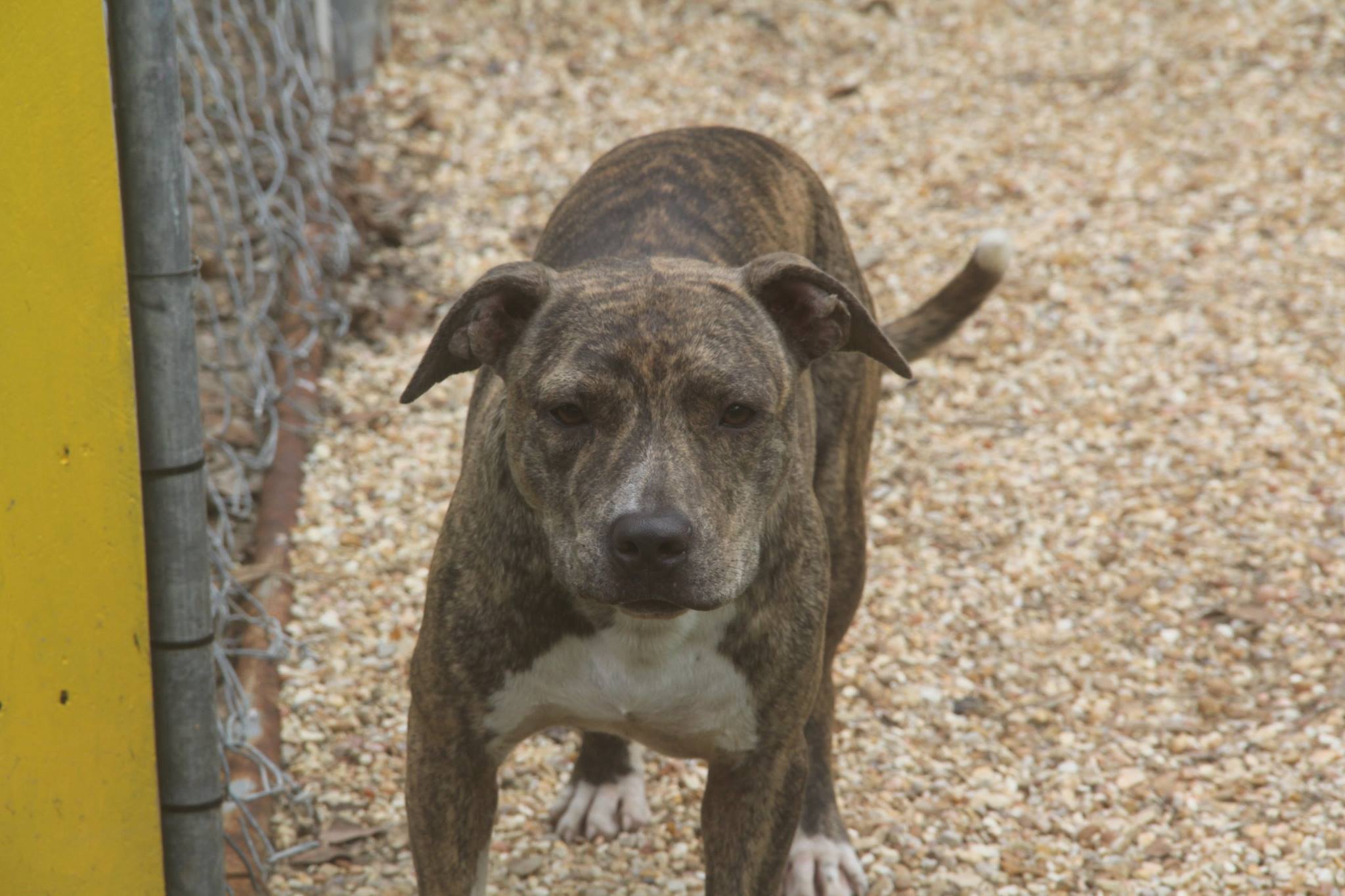 Loki, an adoptable Pit Bull Terrier in Columbus, MS, 39702 | Photo Image 5