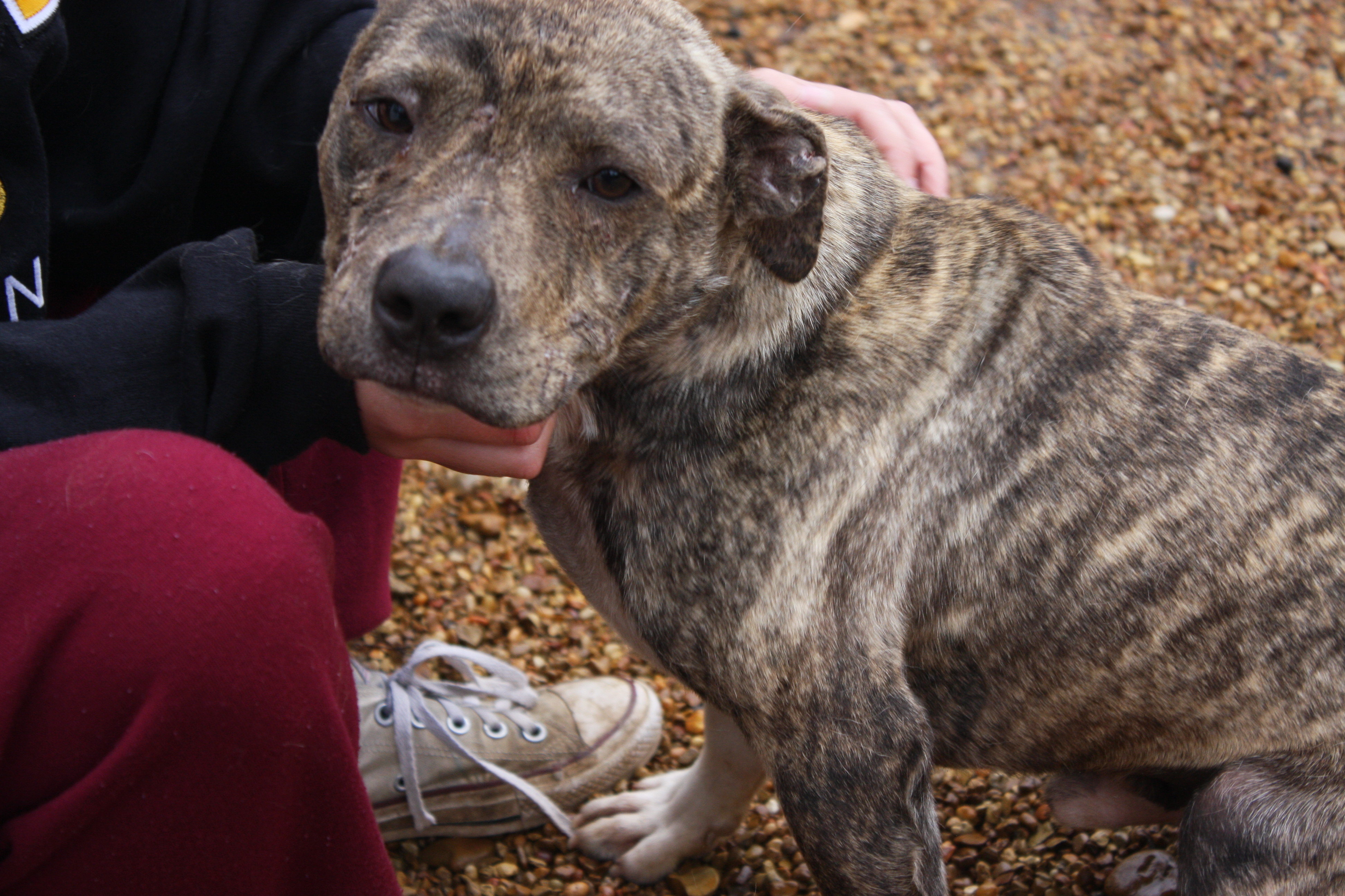 Loki, an adoptable Pit Bull Terrier in Columbus, MS, 39702 | Photo Image 6