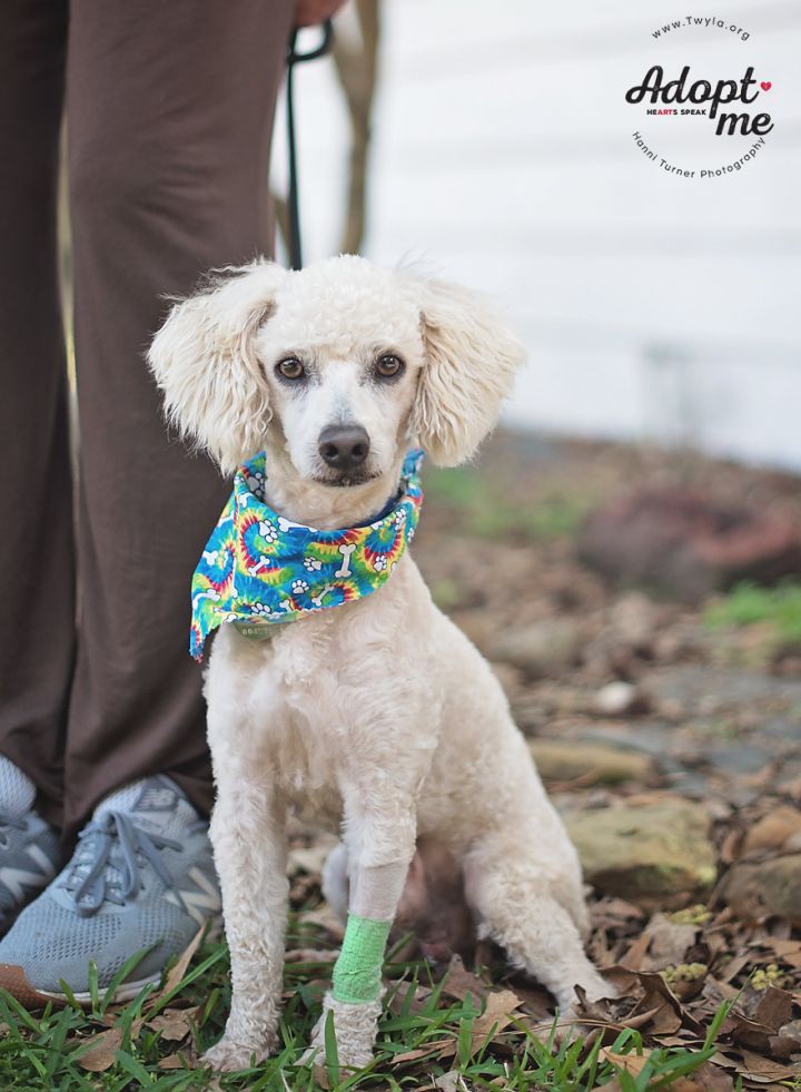Marley, an adopted Poodle in Kingwood, TX_image-2