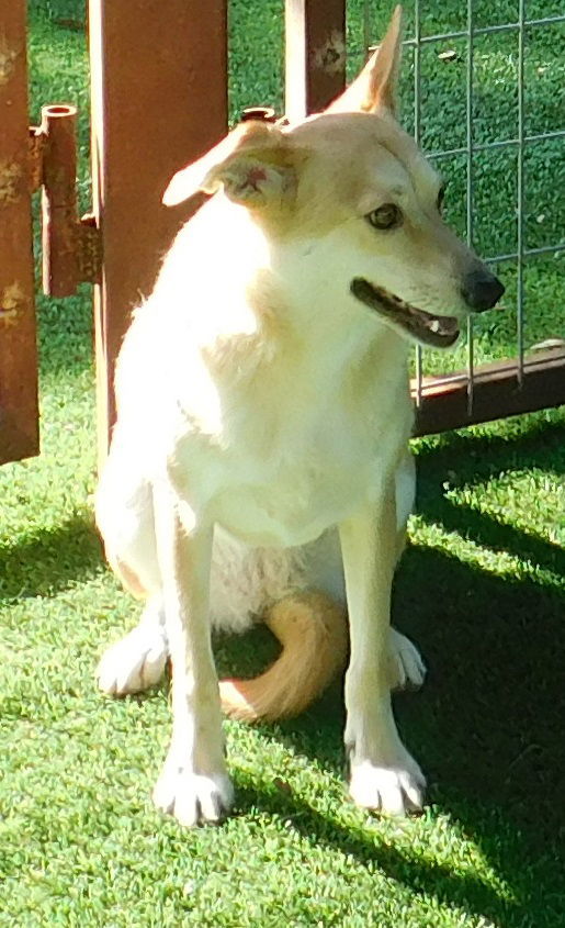 Biscuit, an adoptable Terrier, Labrador Retriever in Pipe Creek, TX, 78063 | Photo Image 1