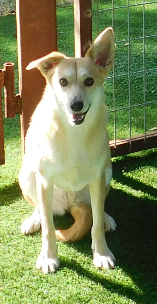 Biscuit, an adoptable Terrier, Labrador Retriever in Pipe Creek, TX, 78063 | Photo Image 1