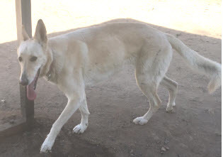Luna, an adoptable German Shepherd Dog in Oakhurst, CA, 93644 | Photo Image 1