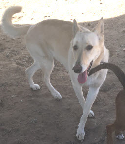 Luna, an adoptable German Shepherd Dog in Oakhurst, CA, 93644 | Photo Image 2