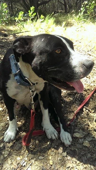 Dakota Queen, an adoptable Pit Bull Terrier in Oakhurst, CA, 93644 | Photo Image 1