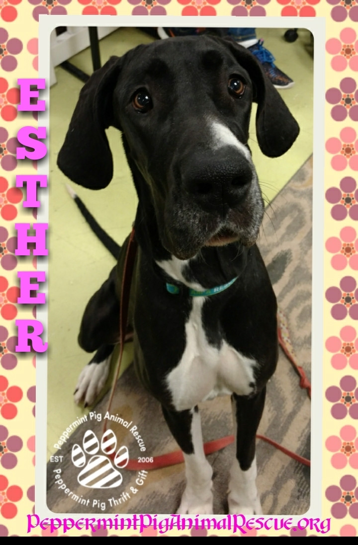 Esther Adoption Pending detail page