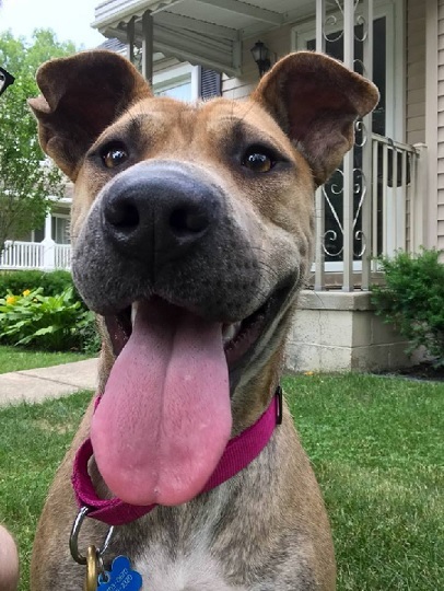 KINSALE- NEEDS A FOSTER/FOREVER HOME!!!, an adoptable Shepherd in Birmingham, MI, 48012 | Photo Image 2