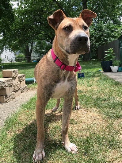 KINSALE- NEEDS A FOSTER/FOREVER HOME!!!, an adoptable Shepherd in Birmingham, MI, 48012 | Photo Image 3