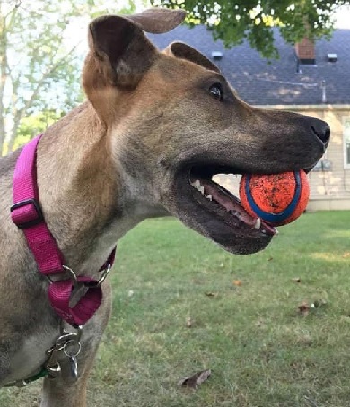 KINSALE- Needs a foster/forever home!, an adoptable Shepherd in Birmingham, MI, 48012 | Photo Image 4