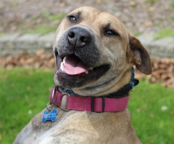 KINSALE- Needs a foster/forever home!, an adoptable Shepherd in Birmingham, MI, 48012 | Photo Image 1