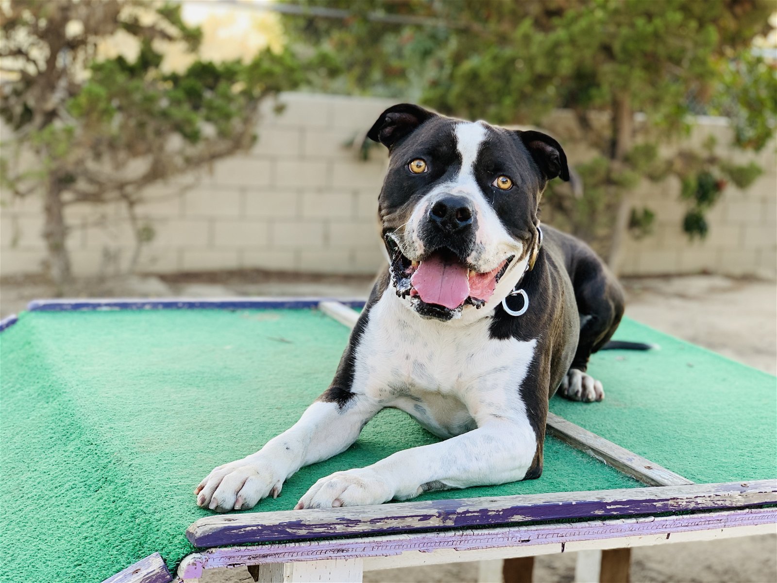 Monte, an adoptable American Bulldog in Seal Beach, CA, 90740 | Photo Image 1