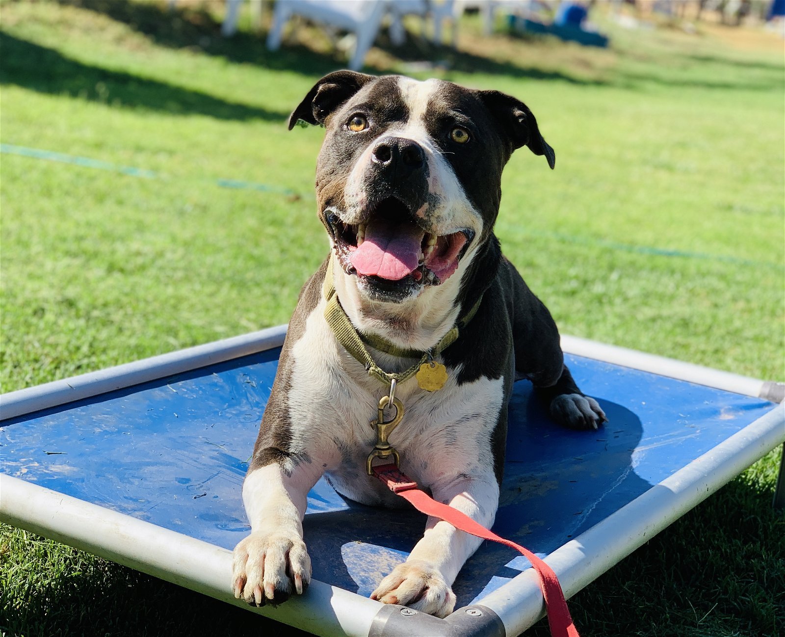 Monte, an adoptable American Bulldog in Seal Beach, CA, 90740 | Photo Image 2