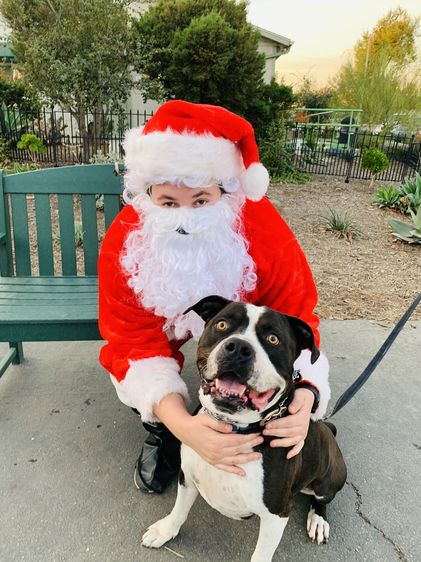 Monte, an adoptable American Bulldog in Seal Beach, CA, 90740 | Photo Image 3