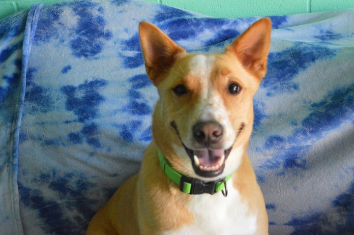 Dog For Adoption Ollie A Shiba Inu Basenji Mix In