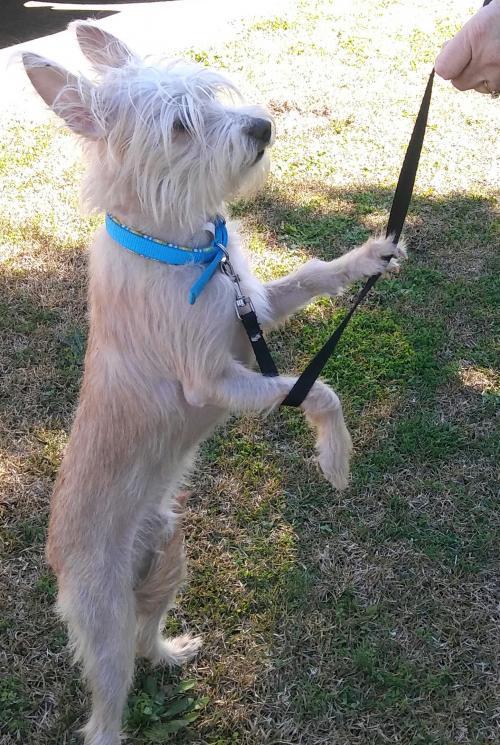 Bailey 2, an adoptable Maltese, Chinese Crested Dog in Monroe, GA, 30656 | Photo Image 1
