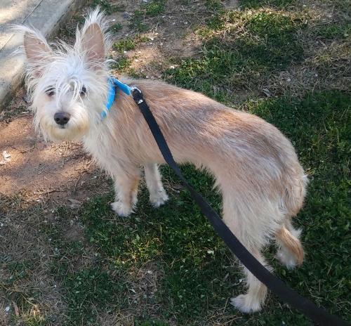 Bailey 2, an adoptable Maltese, Chinese Crested Dog in Monroe, GA, 30656 | Photo Image 3
