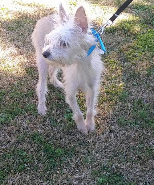 Bailey 2, an adoptable Maltese, Chinese Crested Dog in Monroe, GA, 30656 | Photo Image 4