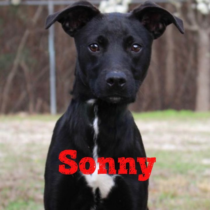 Sonny 1