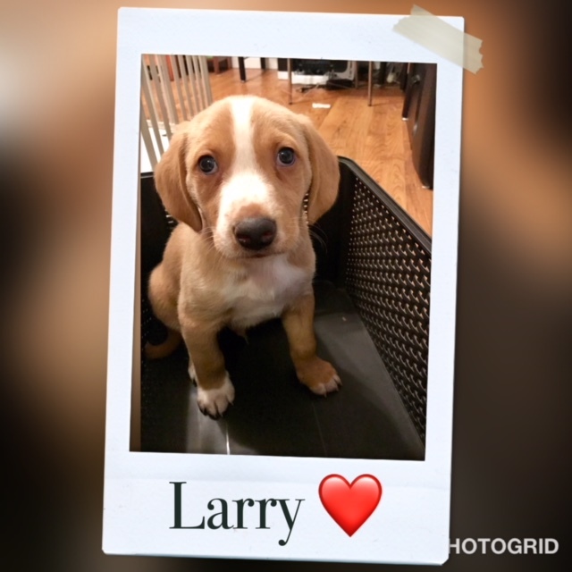 Larry 1
