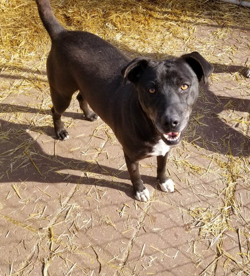Petey, an adoptable Black Labrador Retriever in Boaz, AL, 35957 | Photo Image 1