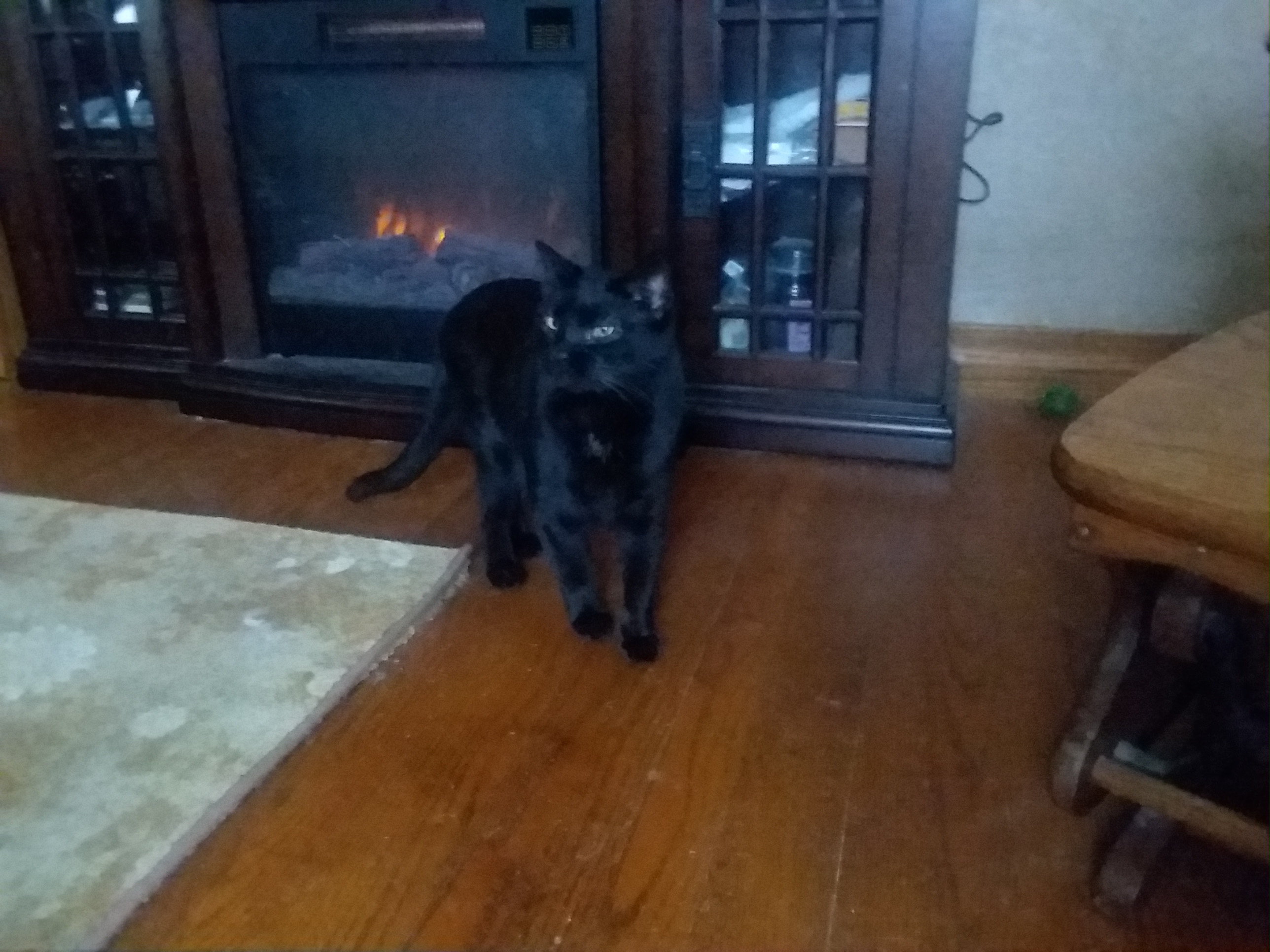 Jangles, an adoptable Domestic Short Hair in Acme, PA, 15610 | Photo Image 2