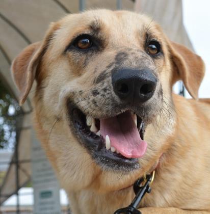 Dakota, an adoptable Labrador Retriever in Bulverde, TX, 78163 | Photo Image 2