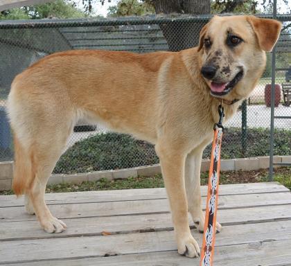 Dakota, an adoptable Labrador Retriever in Bulverde, TX, 78163 | Photo Image 3