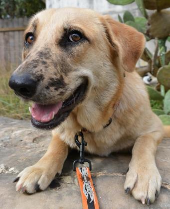 Dakota, an adoptable Labrador Retriever in Bulverde, TX, 78163 | Photo Image 4