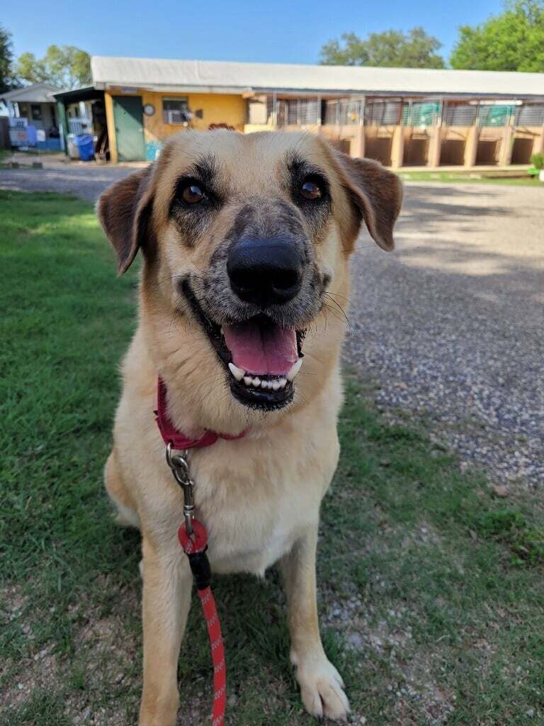 Dakota, an adoptable Labrador Retriever in Bulverde, TX, 78163 | Photo Image 1