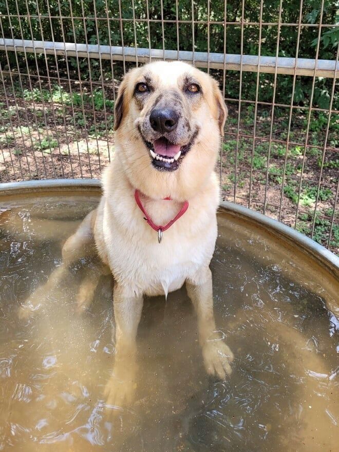 Dakota, an adoptable Labrador Retriever in Bulverde, TX, 78163 | Photo Image 5