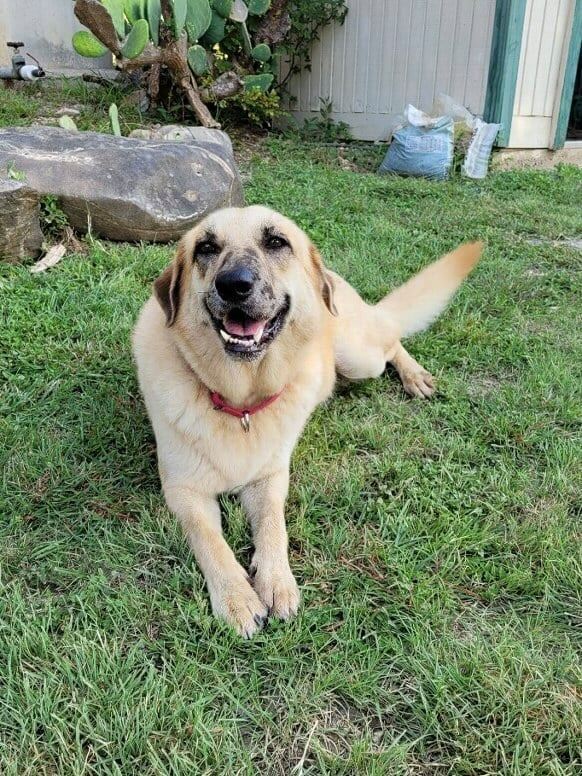 Dakota, an adoptable Labrador Retriever in Bulverde, TX, 78163 | Photo Image 6