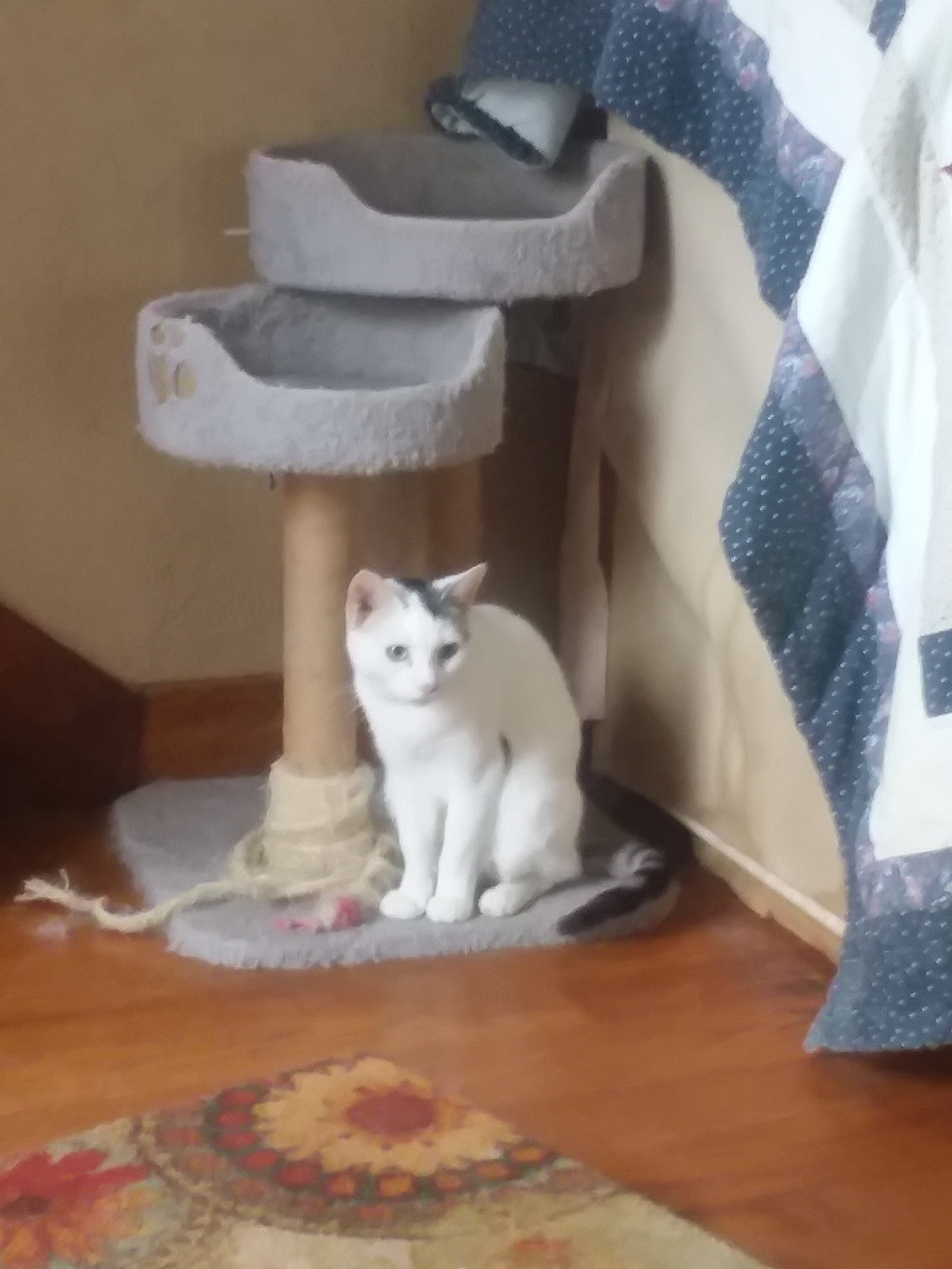 Spot, an adoptable Domestic Short Hair in Acme, PA, 15610 | Photo Image 3