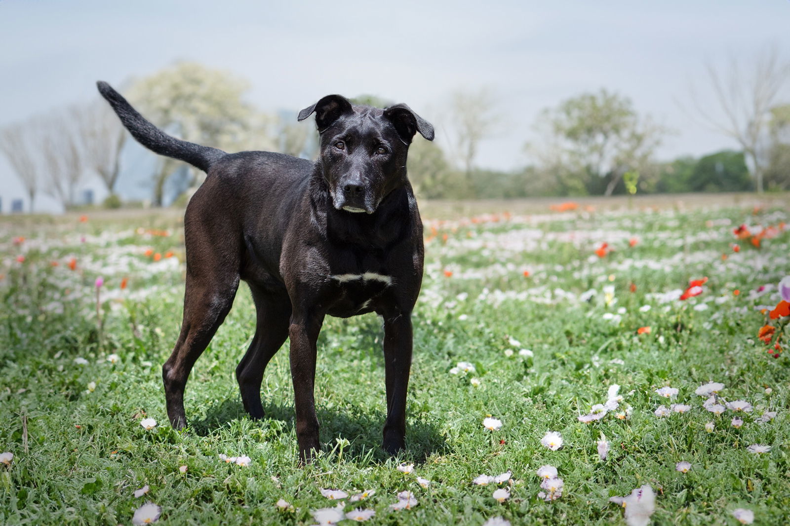 Lady, an adoptable Labrador Retriever in Boston, KY, 40107 | Photo Image 1