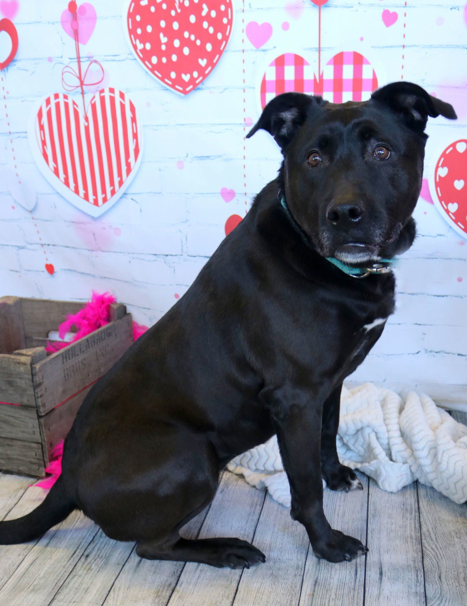 Lady, an adoptable Labrador Retriever in Boston, KY, 40107 | Photo Image 2