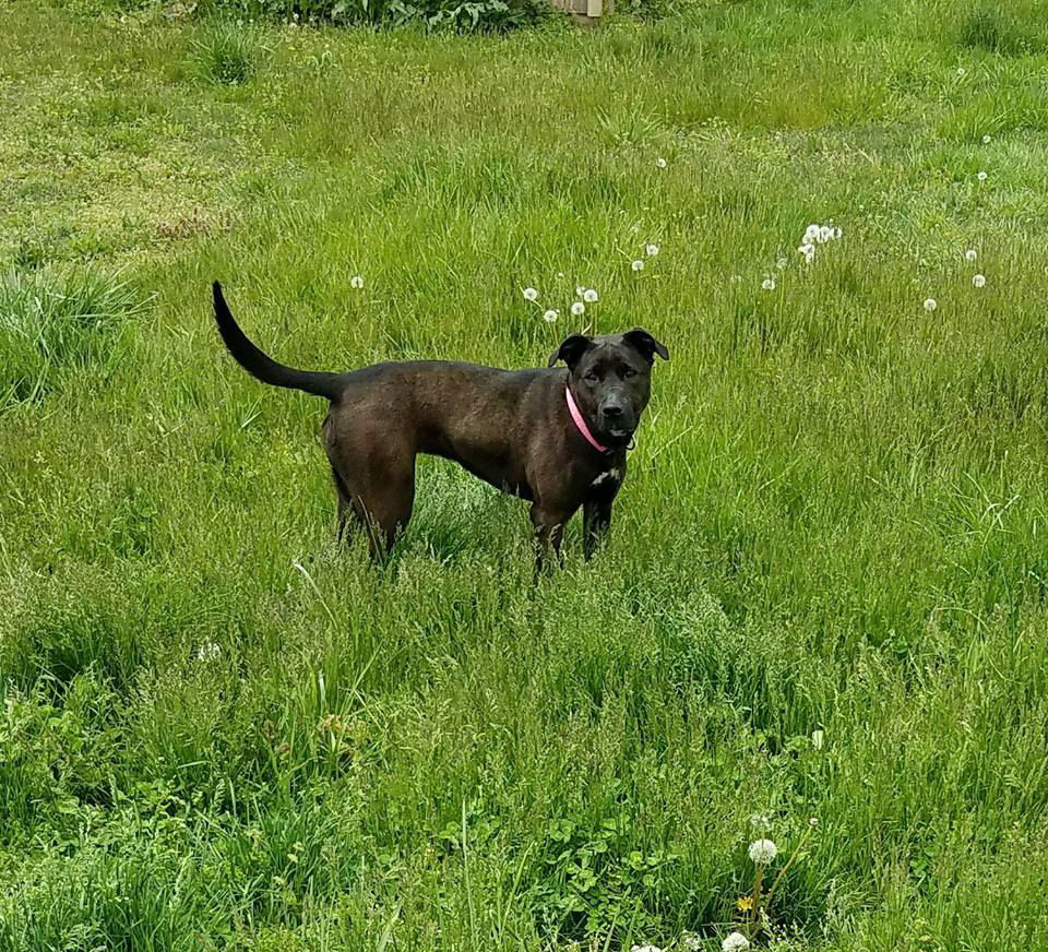 Lady, an adoptable Labrador Retriever in Boston, KY, 40107 | Photo Image 3