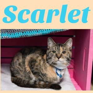 . Scarlet .