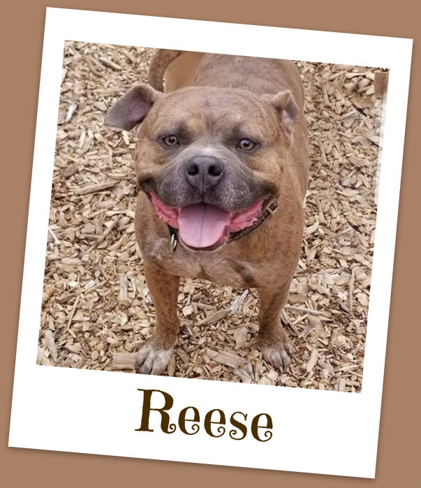 Reese, an adoptable Boxer, Pit Bull Terrier in Grants Pass, OR, 97528 | Photo Image 1