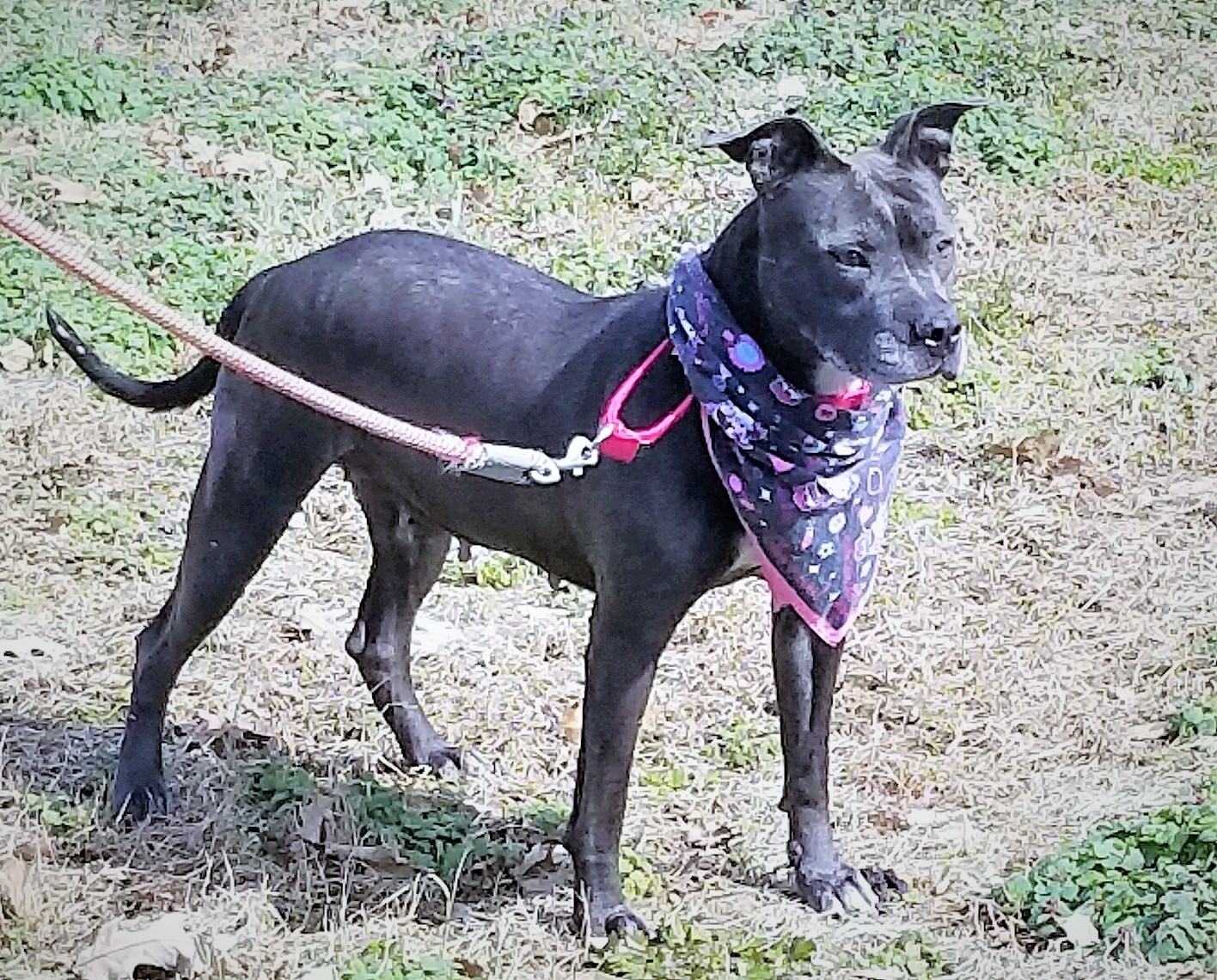 Jenny, an adoptable American Staffordshire Terrier in Leonardtown, MD, 20650 | Photo Image 1