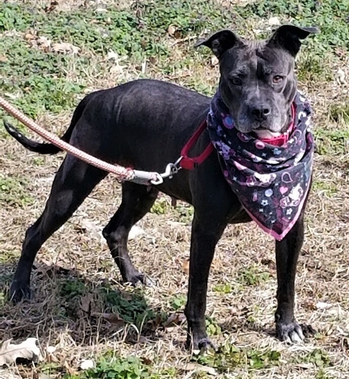 Jenny, an adoptable American Staffordshire Terrier in Leonardtown, MD, 20650 | Photo Image 2