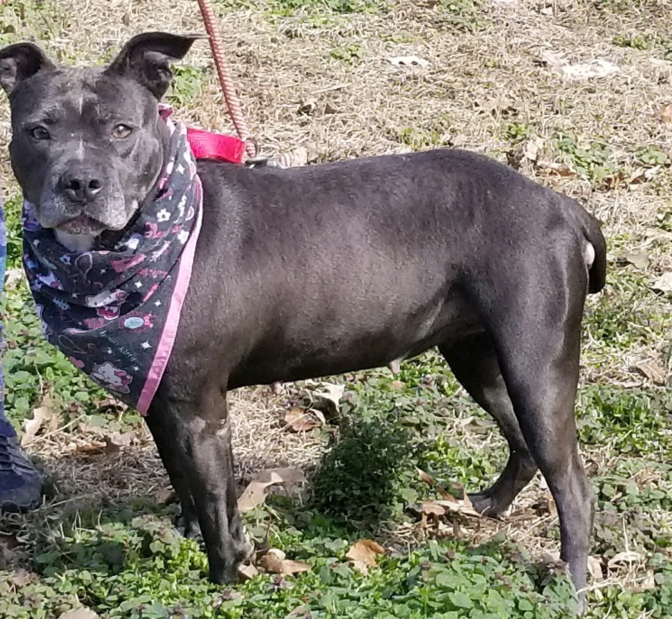 Jenny, an adoptable American Staffordshire Terrier in Leonardtown, MD, 20650 | Photo Image 3