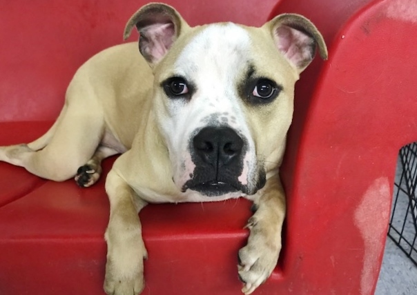 Chaos, an adoptable Boxer, Pit Bull Terrier in Newfoundland, PA, 18445 | Photo Image 1