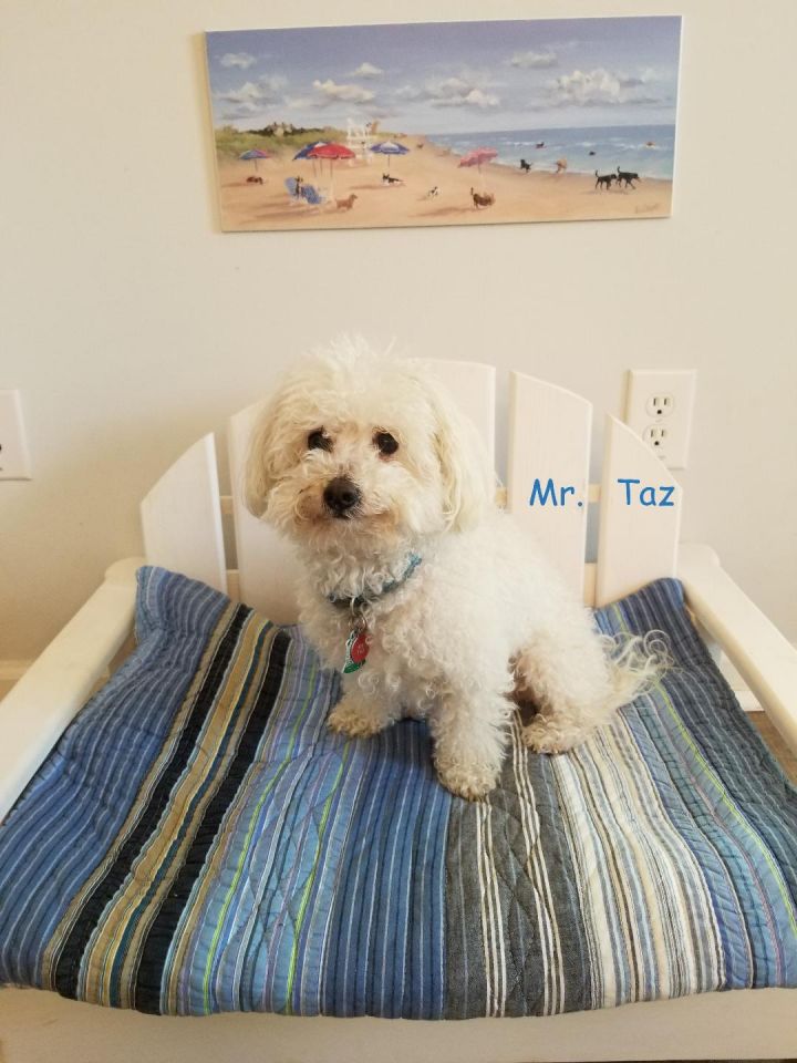 Mr Taz*Adopted 2