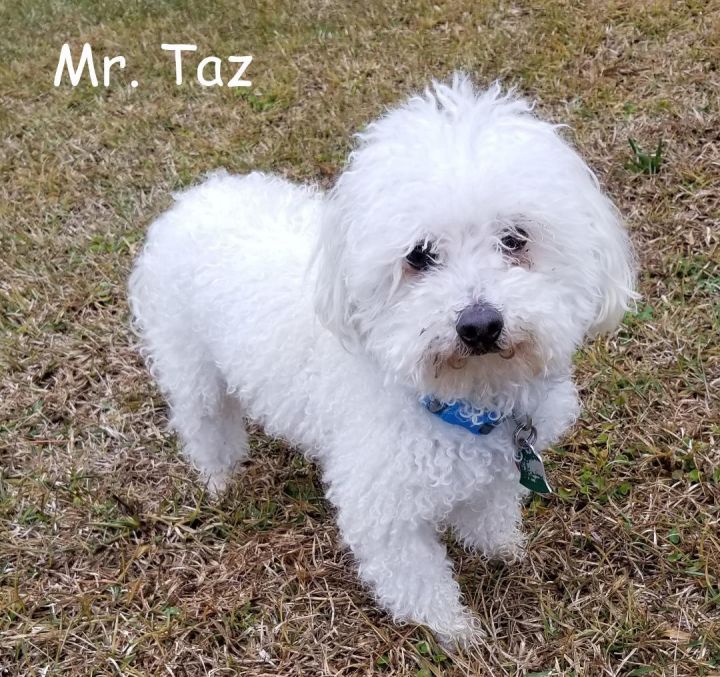 Mr Taz*Adopted 3