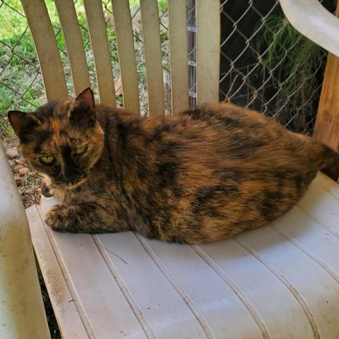 Cat For Adoption Barbie A Domestic Short Hair In Hamilton Ga